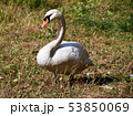 白鳥 53850069