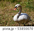 白鳥 53850070