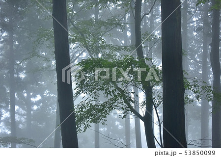 霧の杉林に緑の葉 53850099