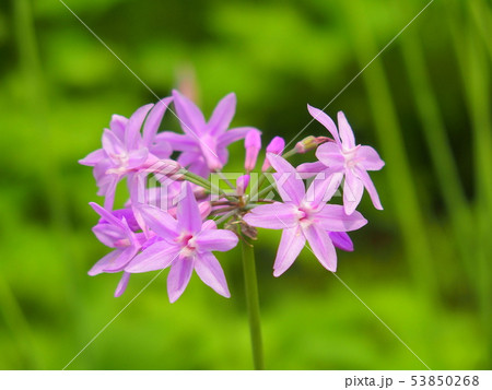 ツルバキアの花 ツルバキアの花 53850268