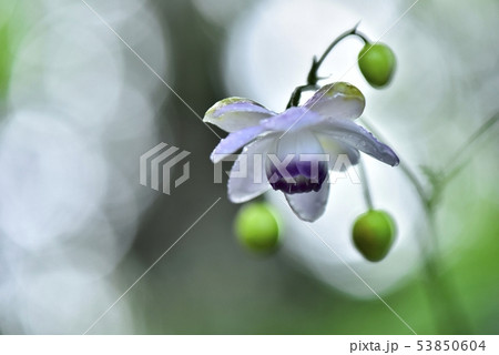 霧の林の中に咲くレンゲショーマ 霧の林の中に咲くレンゲショーマ 53850604