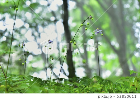 霧の林の中に咲くレンゲショーマ 霧の林の中に咲くレンゲショーマ 53850611