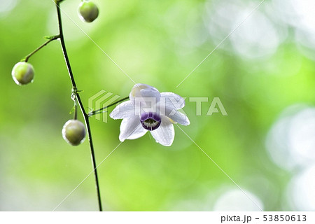 霧の林の中に咲くレンゲショーマ 霧の林の中に咲くレンゲショーマ 53850613