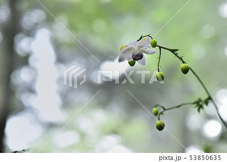 霧の林の中に咲くレンゲショーマ 霧の林の中に咲くレンゲショーマ 53850635