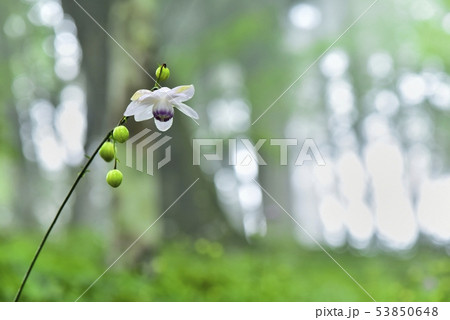 霧の林の中に咲くレンゲショーマ 霧の林の中に咲くレンゲショーマ 53850648