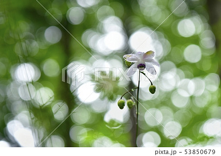 霧の林の中に咲くレンゲショーマ 霧の林の中に咲くレンゲショーマ 53850679