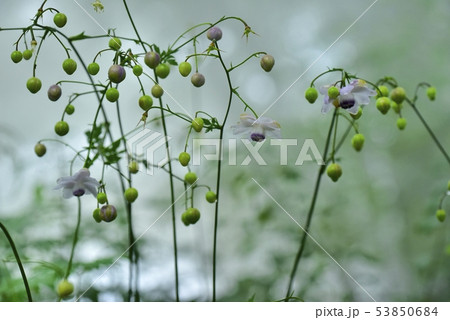 霧の林の中に咲くレンゲショーマ 霧の林の中に咲くレンゲショーマ 53850684