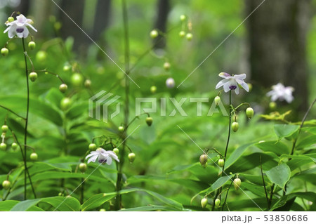 霧の林の中に咲くレンゲショーマ 霧の林の中に咲くレンゲショーマ 53850686