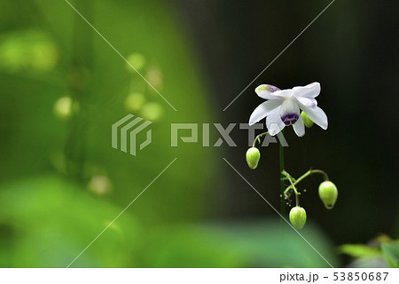 霧の林の中に咲くレンゲショーマ 霧の林の中に咲くレンゲショーマ 53850687