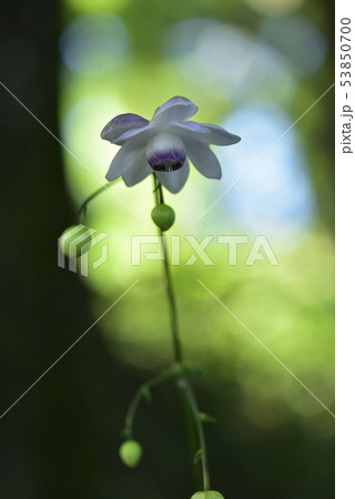 霧の林の中に咲くレンゲショーマ 霧の林の中に咲くレンゲショーマ 53850700