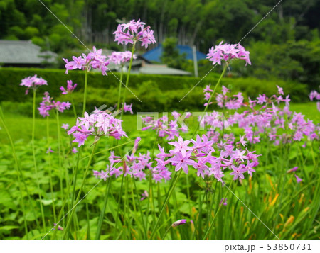 ツルバキアの花咲く里山風景 53850731