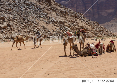 Resting camels in the Red Desert in Wadi Rum, 53850768