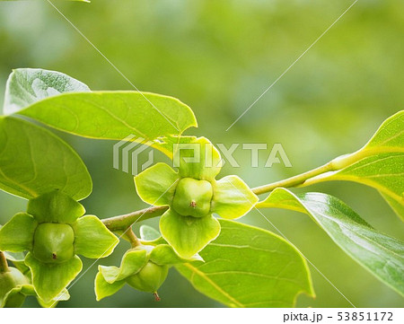 小さな柿の実 春の柿の木の写真素材