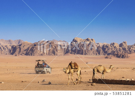 Resting camels, Wadi Rum desert, Jordan. Resting camels, Wadi Rum desert, Jordan. 53851281
