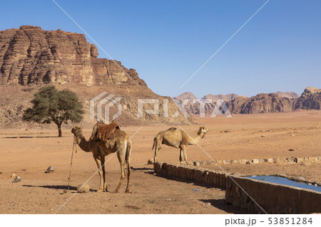Resting camels in the Red Desert in Wadi Rum, Resting camels in the Red Desert in Wadi Rum, 53851284