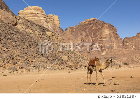Resting camels, Wadi Rum desert, Jordan. Resting camels, Wadi Rum desert, Jordan. 53851287