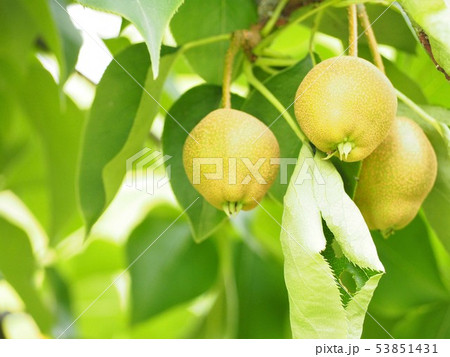 色づき始めた小さな梨 春の風景 色づき始めた小さな梨 春の風景 53851431