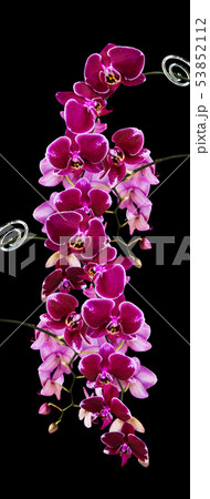 Dark red orchid flowers on black 53852112