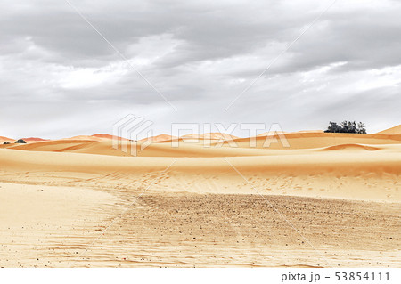 Sand dunes and palm in the Sahara Desert Sand dunes and palm in the Sahara Desert 53854111