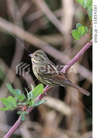 冬のアオジ　野鳥 53854397