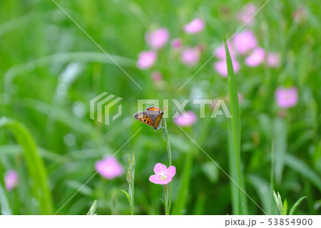 ベニシジミとユウゲショウ ベニシジミとユウゲショウ 53854900