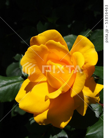 バラ　（ヘンリー・フォンダ）　 53856463