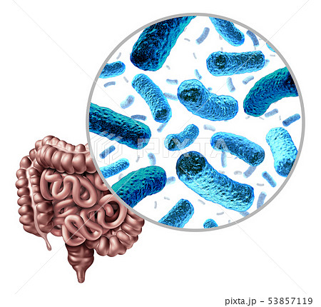 Bacteria Intestine 53857119