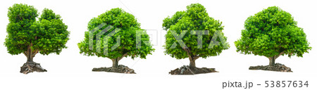 Isolated mango tree on white background 53857634