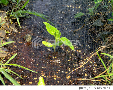 植物に水を撒く 植物に水を撒く 53857674