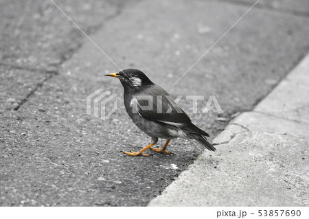 ムクドリ　椋鳥　Sturnus cineraceus　スズメ目　ムクドリ科　鳥類　 53857690