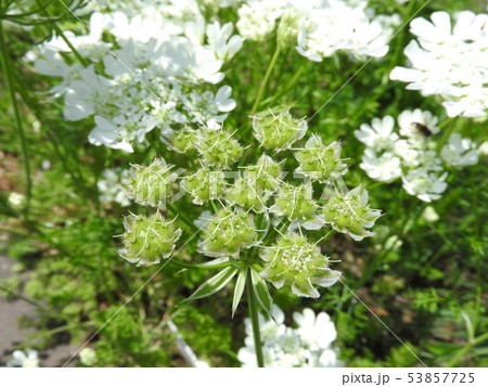 オルラヤ（ホワイトレース）：花びらを落とした果実 53857725