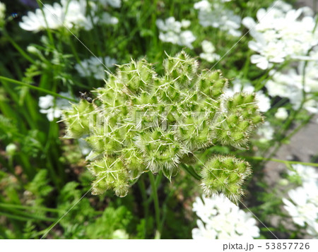 オルラヤ ホワイトレース 花びらを落とした果実の写真素材