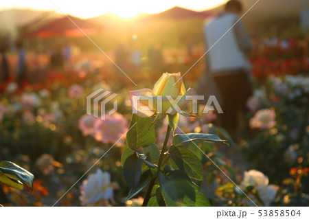 バラ 花 バラの花 53858504