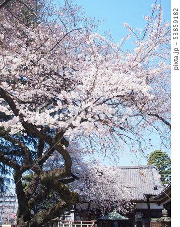 新井薬師 新井薬師 53859182