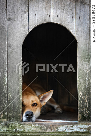 Sad view of an alone brown dog resting in the kennel - an old wooden house Sad view of an alone brown dog resting in the kennel - an old wooden house 53859473
