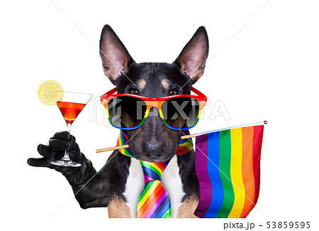 gay pride dog 53859595