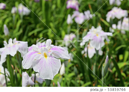 花菖蒲　満開 53859766