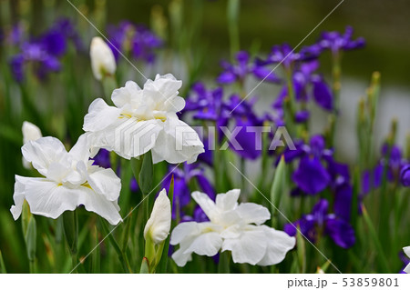 花菖蒲　満開 53859801