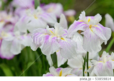 花菖蒲 満開 花菖蒲 満開 53859814