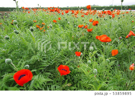 オリエンタルポピーの花/北海道.中富良野町 オリエンタルポピーの花/北海道.中富良野町 53859895