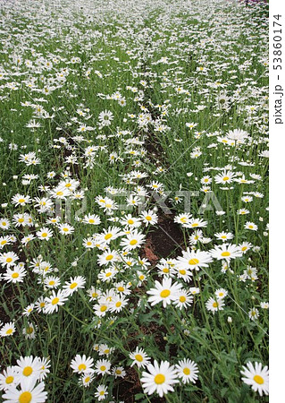 ミヤコワスレの花／北海道中富良野町 53860174
