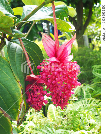 メディニラ・火の鳥の写真素材 [53860180] - PIXTA