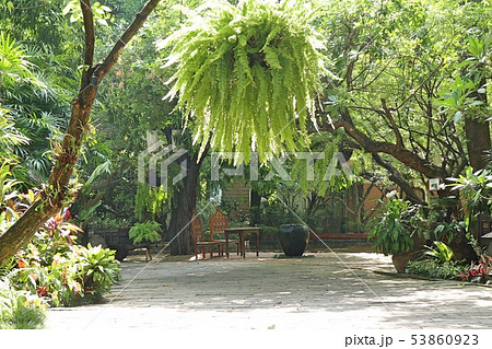 Green fern for decorating garden 53860923