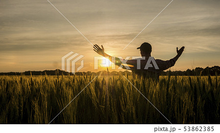 Farmer admires his wheat field, raised his hands up towards the sun 53862385