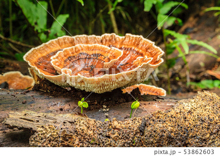 Wood fungi in a tropical forest 53862603