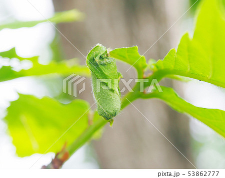 オトシブミの揺籃(ようらん)・自然のふしぎ 53862777