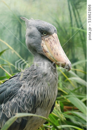 Strange whale headed stork Balaeniceps rex Strange whale headed stork Balaeniceps rex 53862866