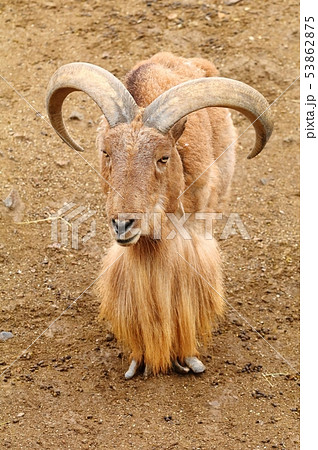 Very hairy barbary sheep Ammotragus lervia 53862875