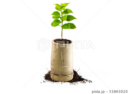 Concept of growing from plant on white background Concept of growing from plant on white background 53863020