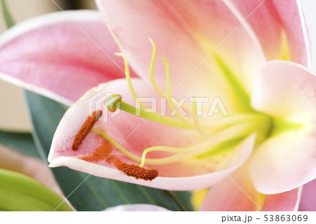 カサブランカ カサブランカ 53863069